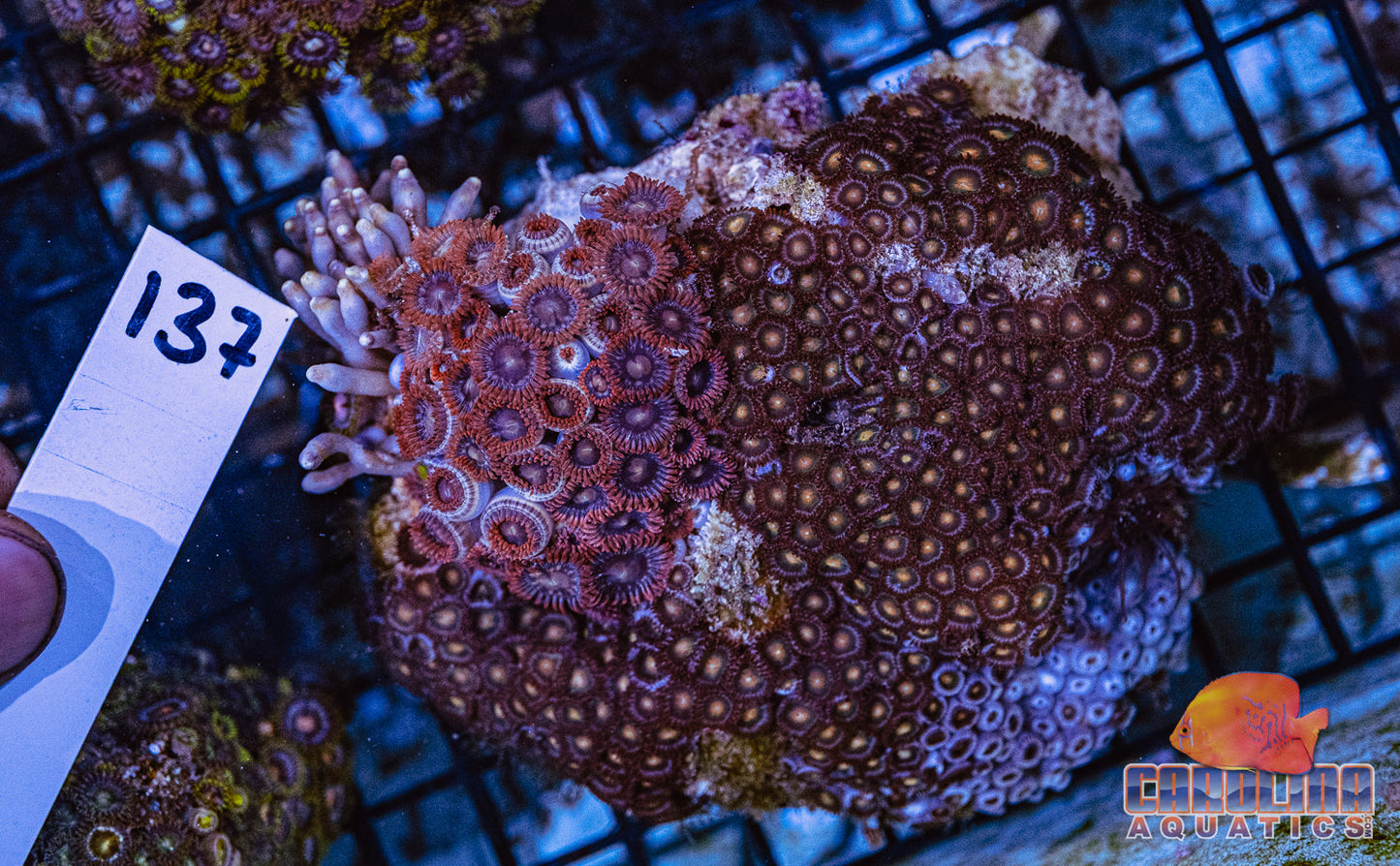WYSIWYG 137 Vietnam Zoa