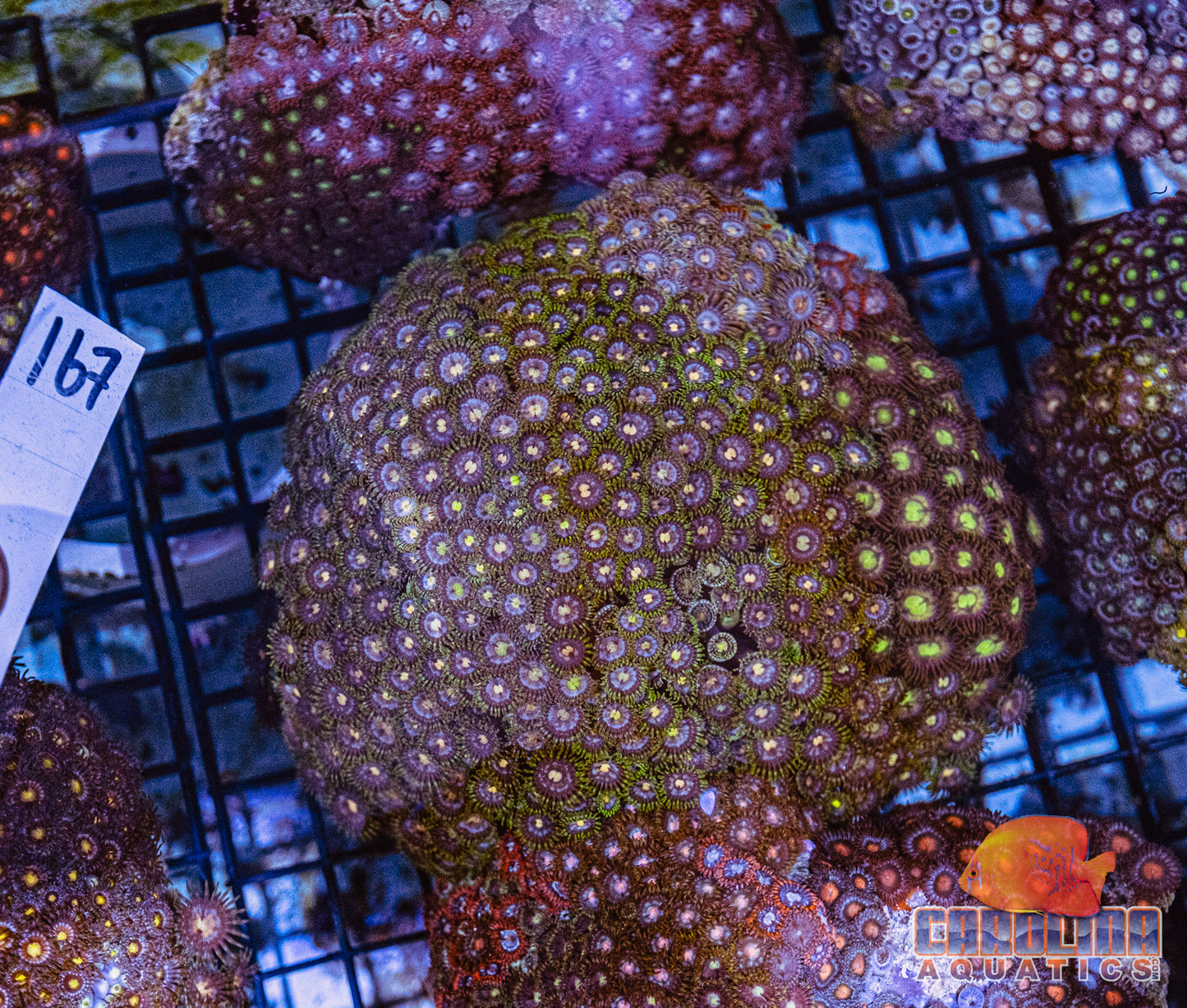 WYSIWYG 167 Vietnam Zoa