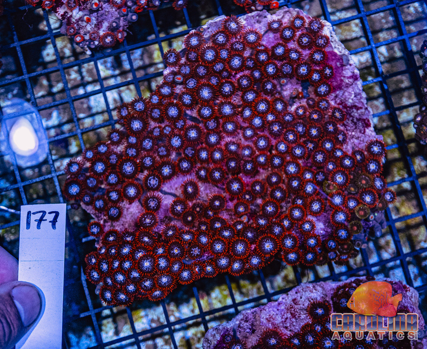 WYSIWYG 177 Zoa