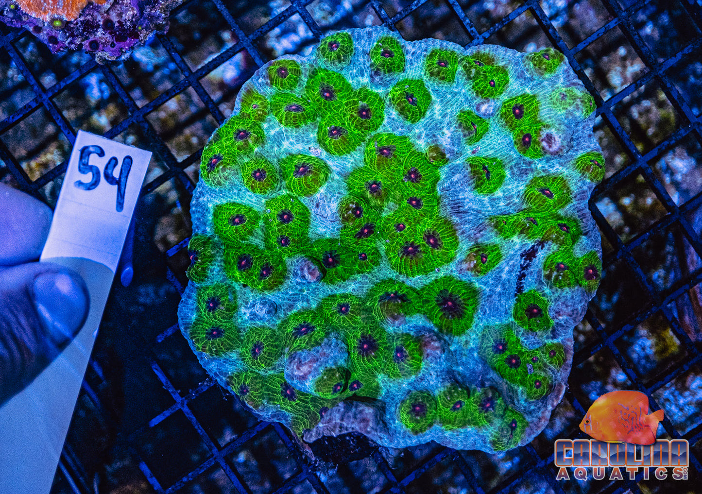 WYSIWYG 54 Chalice