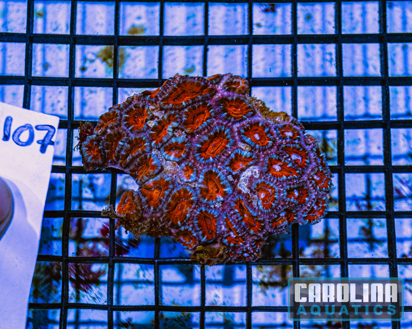 WYSIWYG 107 Acan