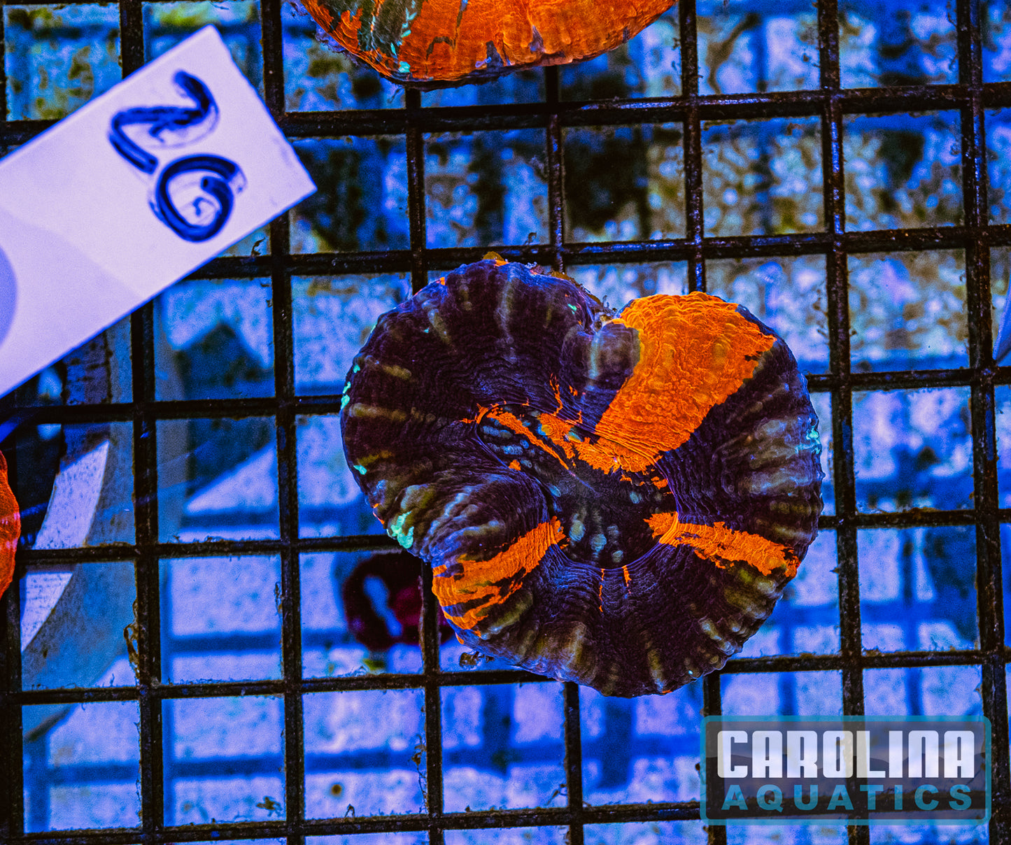 WYSIWYG 20 Scoly
