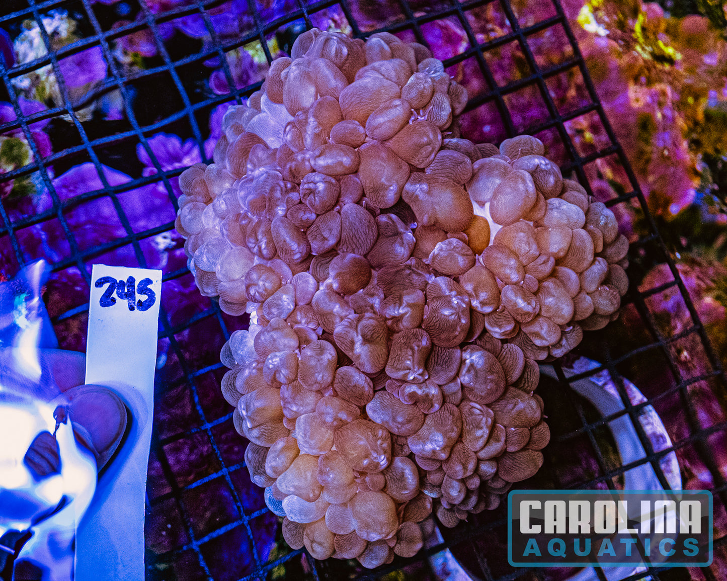 WYSIWYG 245 Bubble Coral