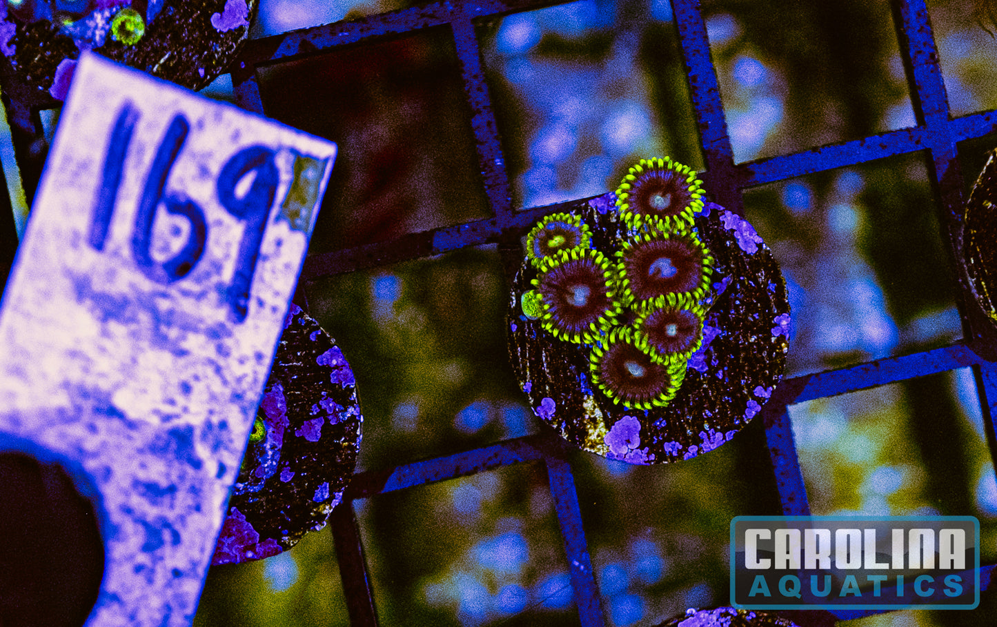 WYSIWYG 169 Blueberry Fields Zoa