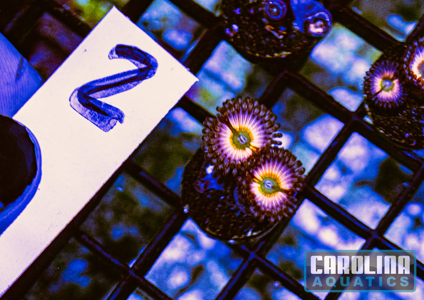 WYSIWYG 2 Rainbow Infusion Zoa