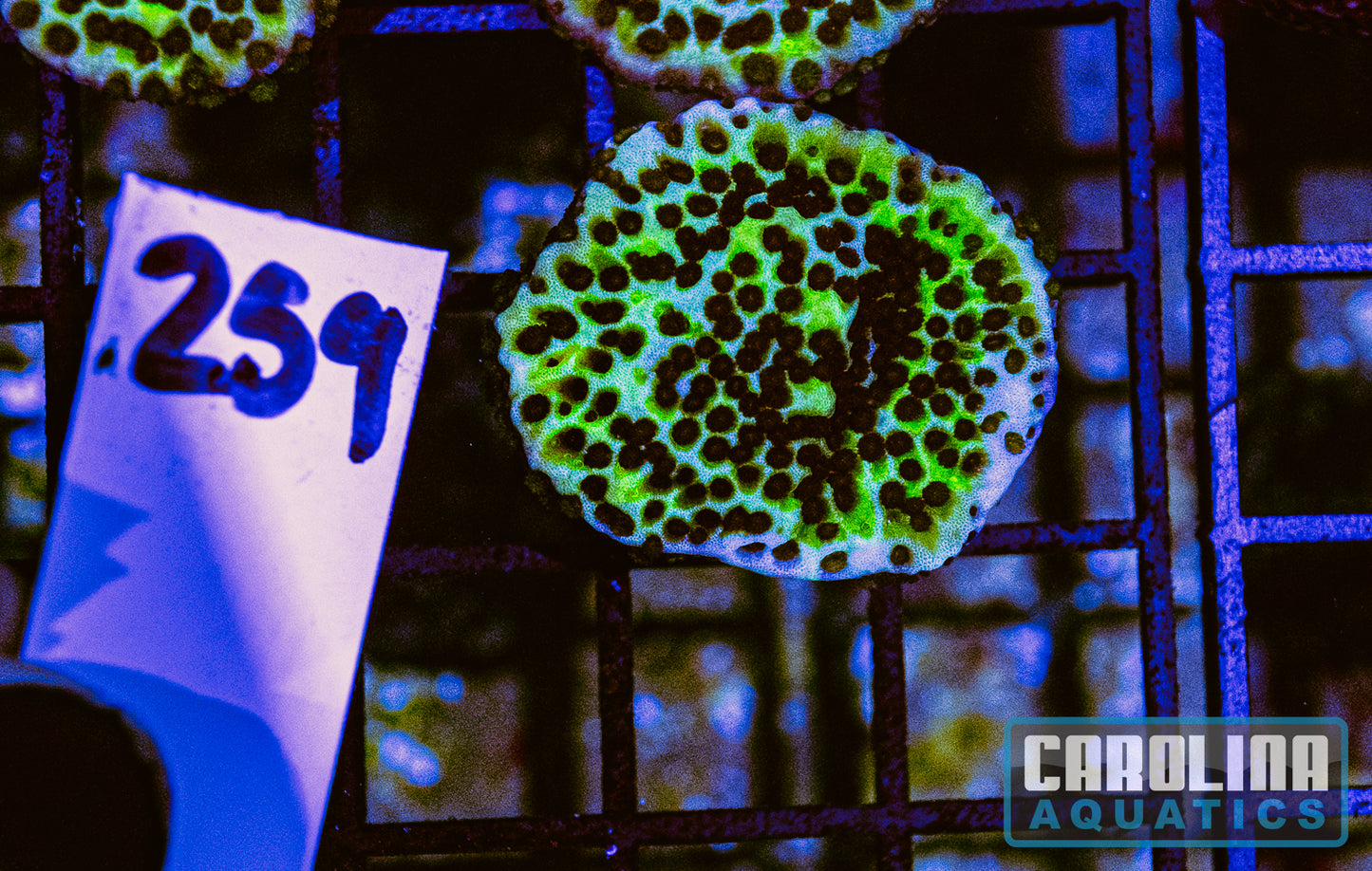 WYSIWYG 259 Spongodes Montipora
