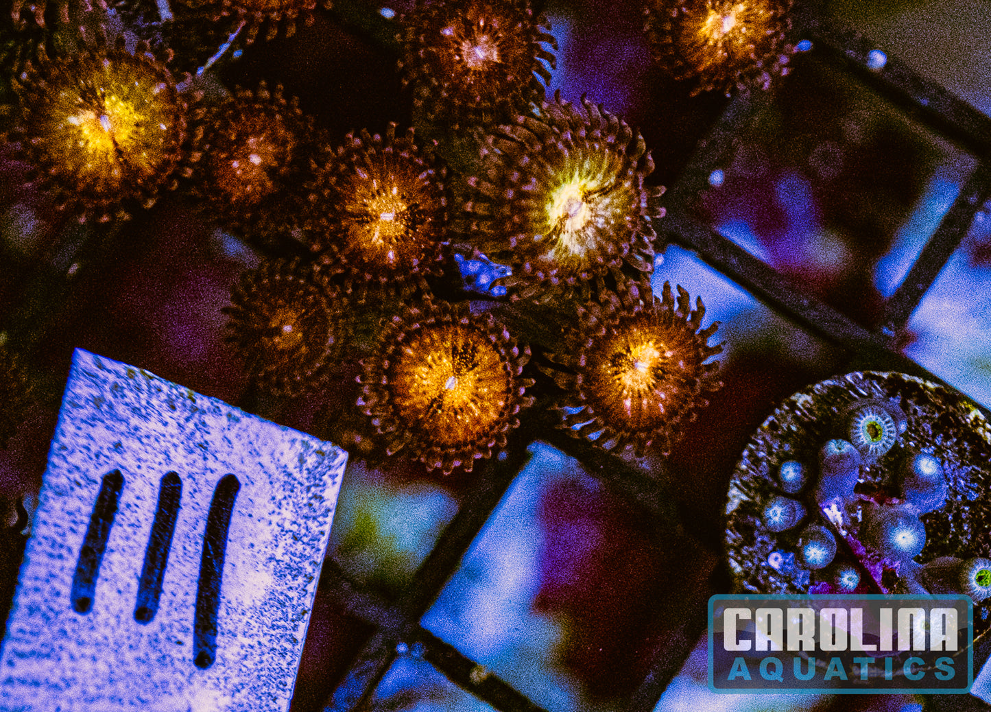 WYSIWYG 111 Pandora Zoanthid