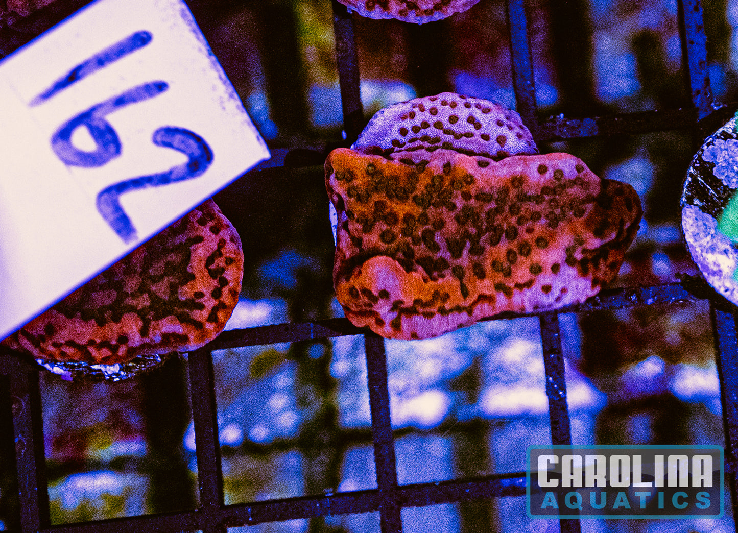 WYSIWYG 162 Cherry Tree Montipora