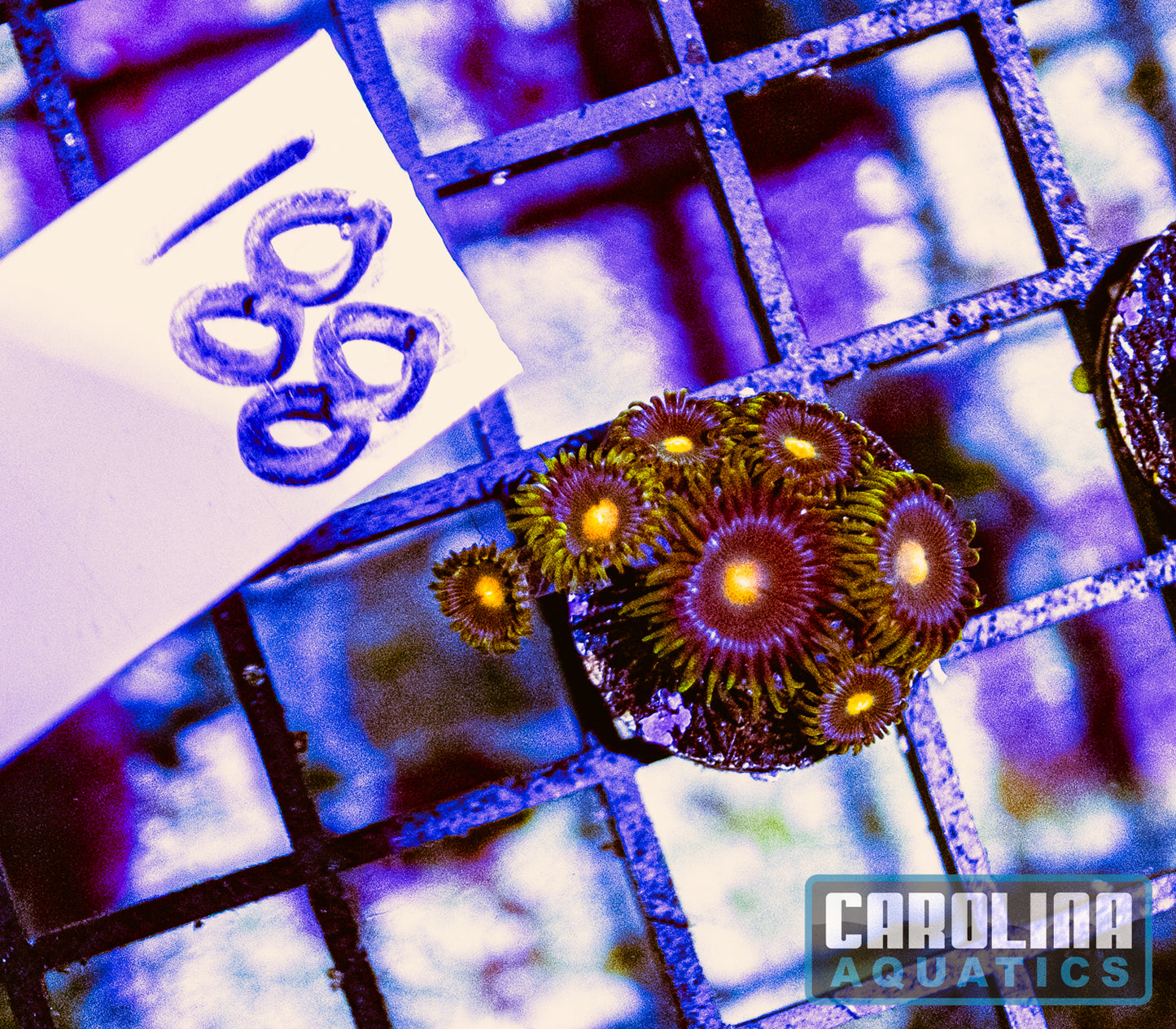 WYSIWYG 188 Gorilla Nipples Zoanthid