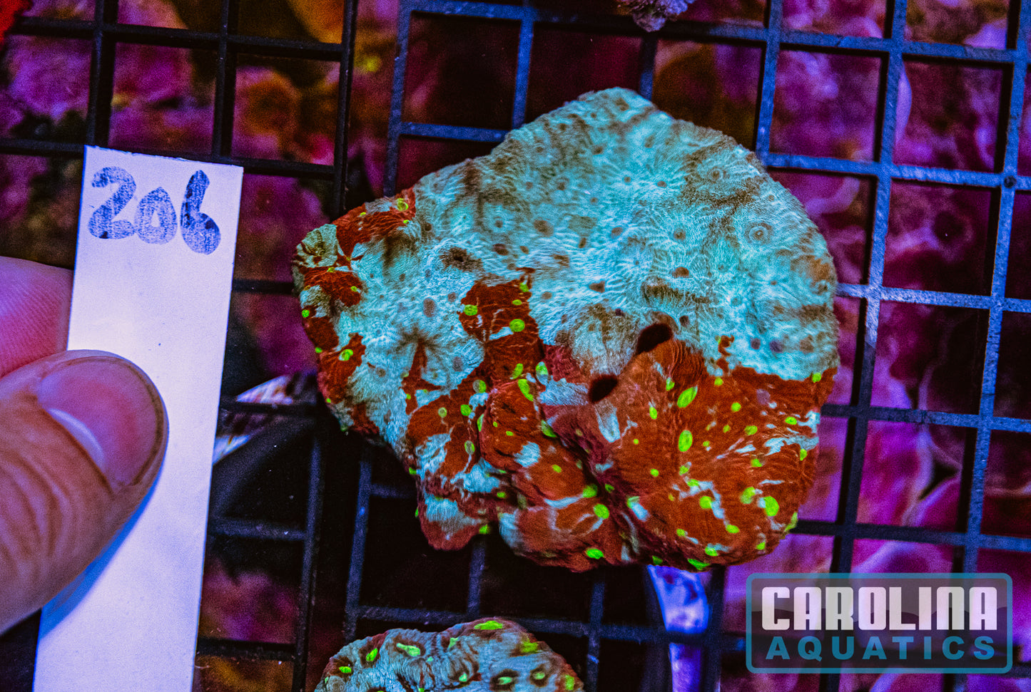 WYSIWYG 206 War Coral
