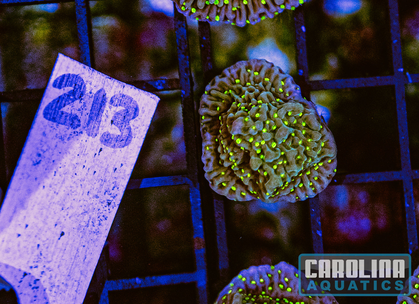 WYSIWYG 213 Frankie's Hot Pink Rim Montipora