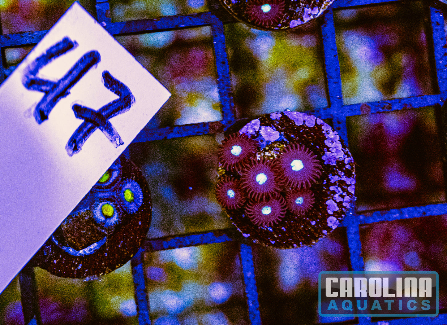 WYSIWYG 47 Tic Tac Zoanthid