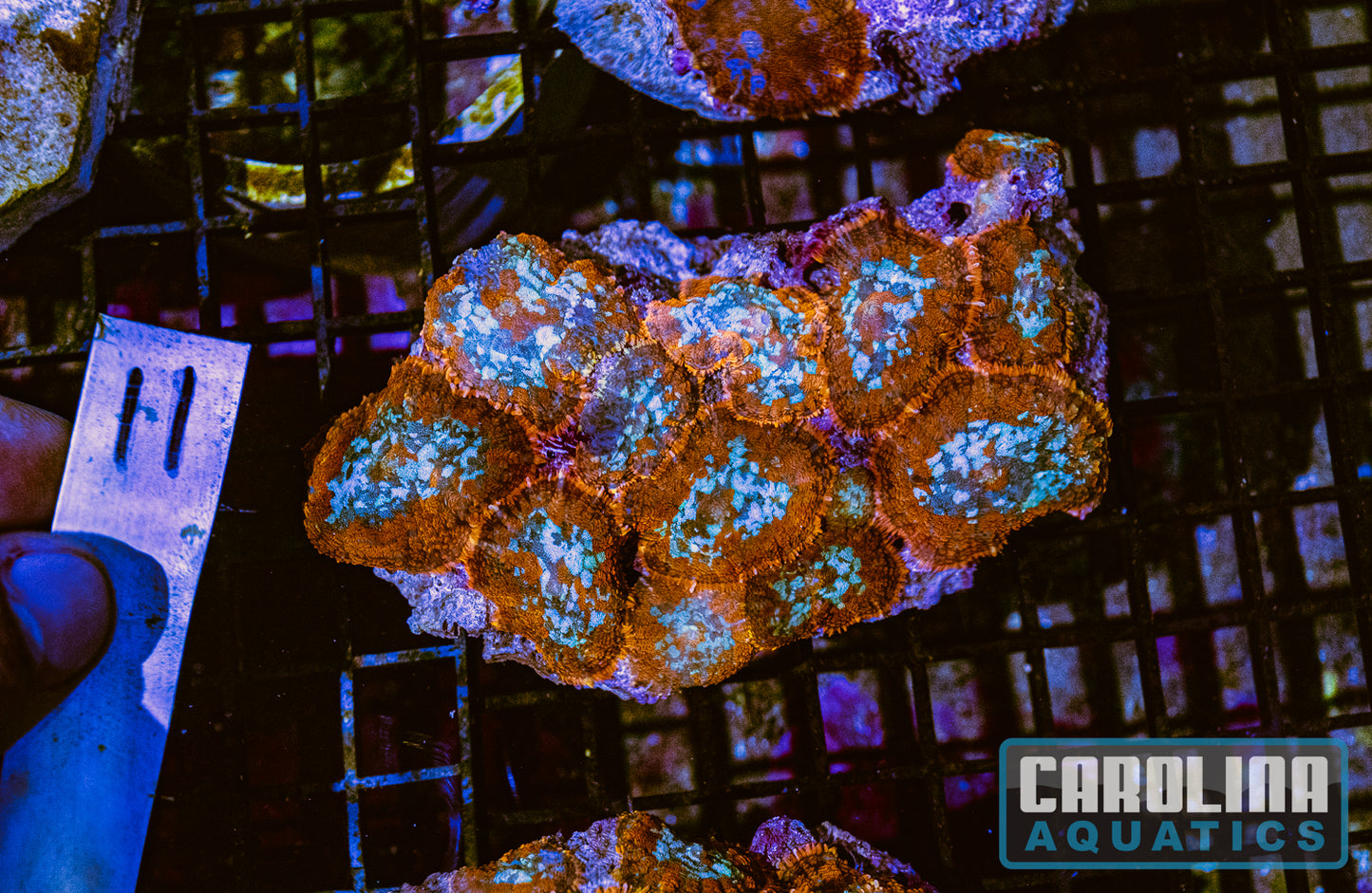 WYSIWYG 11 Mushroom