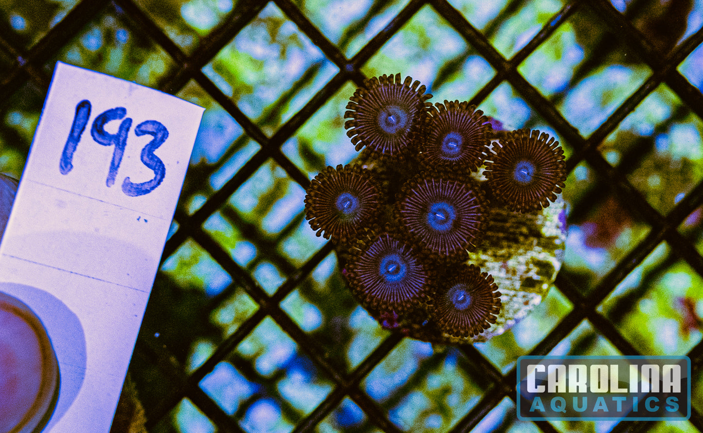 WYSIWYG 193 Zoa