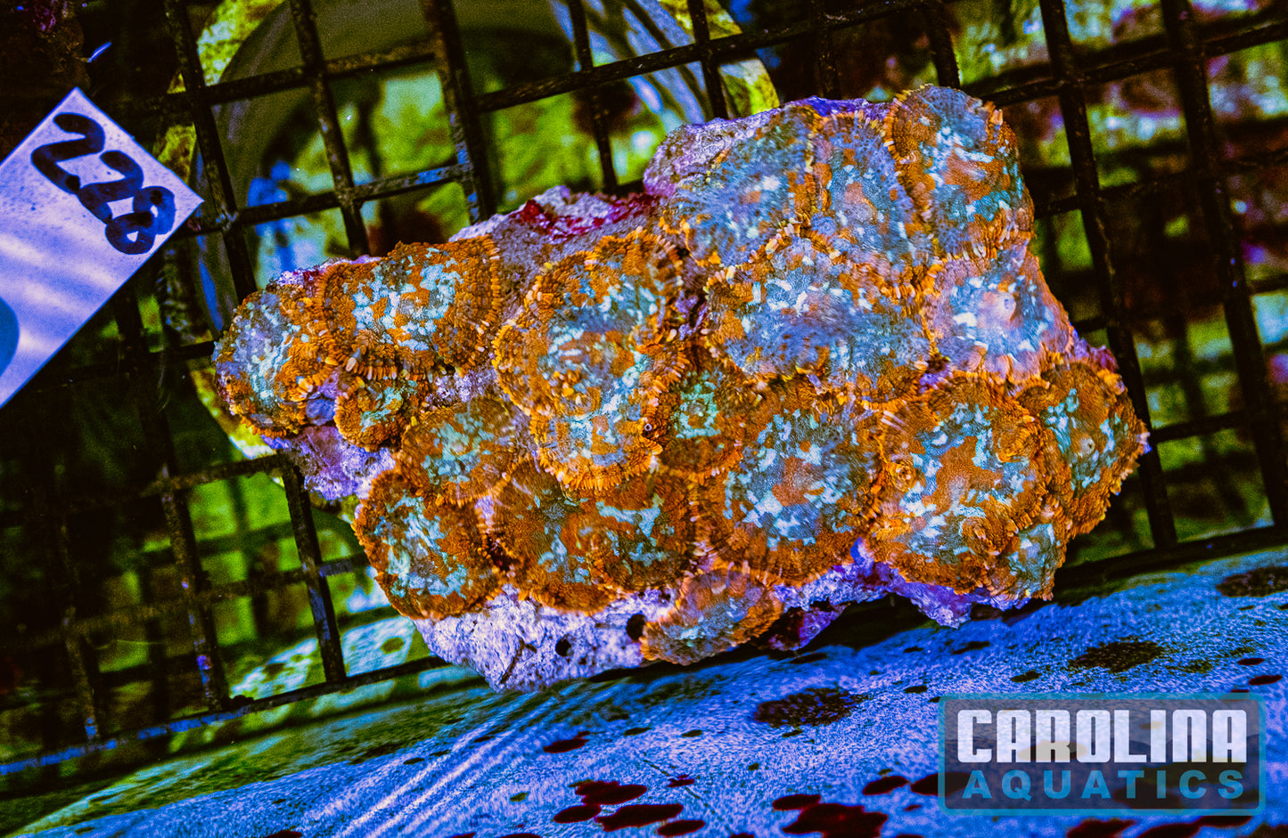 WYSIWYG 228 Mushroom