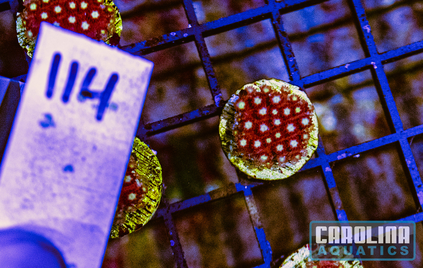 WYSIWYG 114 Fruit Loops Micro Goniopora