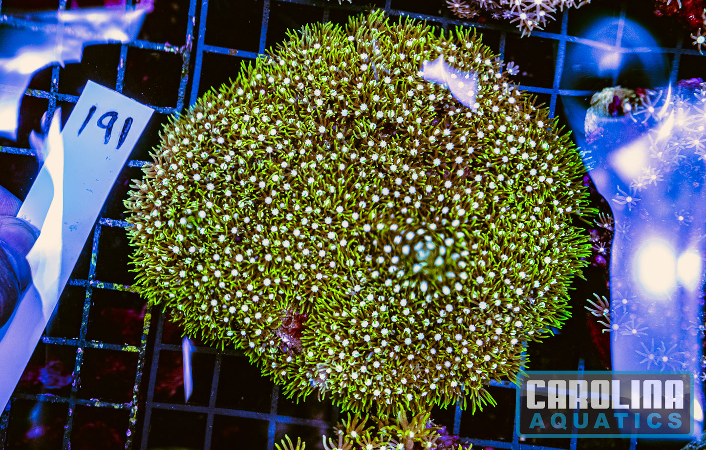 WYSIWYG 191 Green Star Polyp