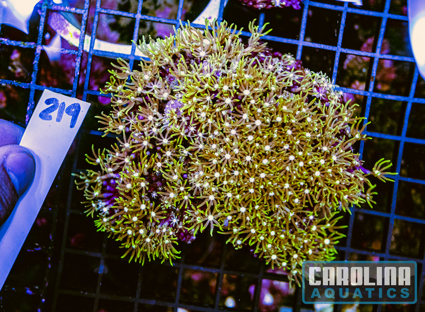 WYSIWYG 219 Green Star Polyp