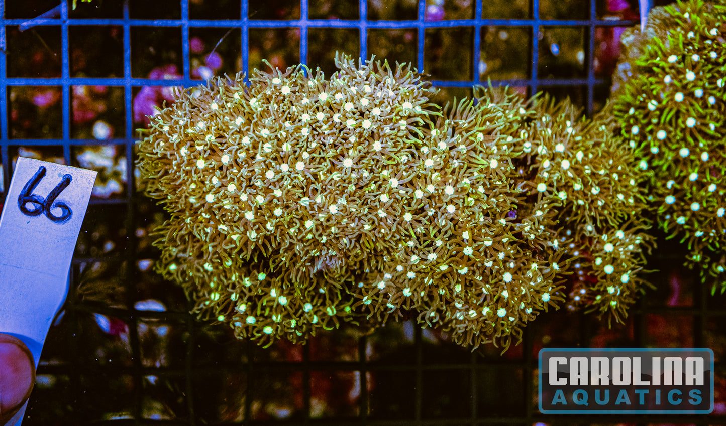 WYSIWYG 66 Green Star Polyp