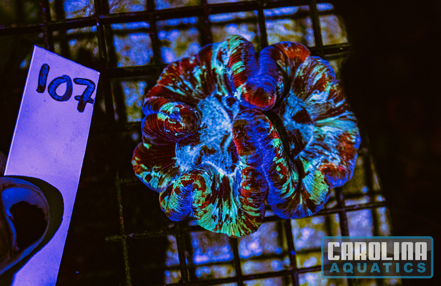WYSIWYG 107 Wells Brain