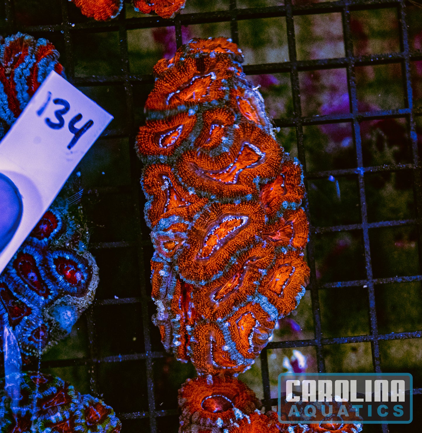 WYSIWYG 134 Acan