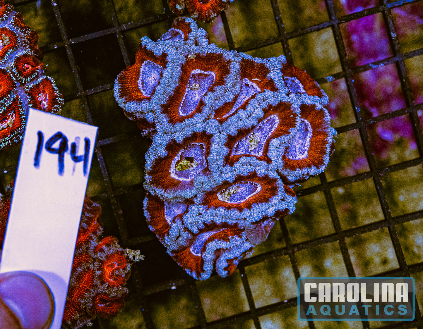 WYSIWYG 194 Acan