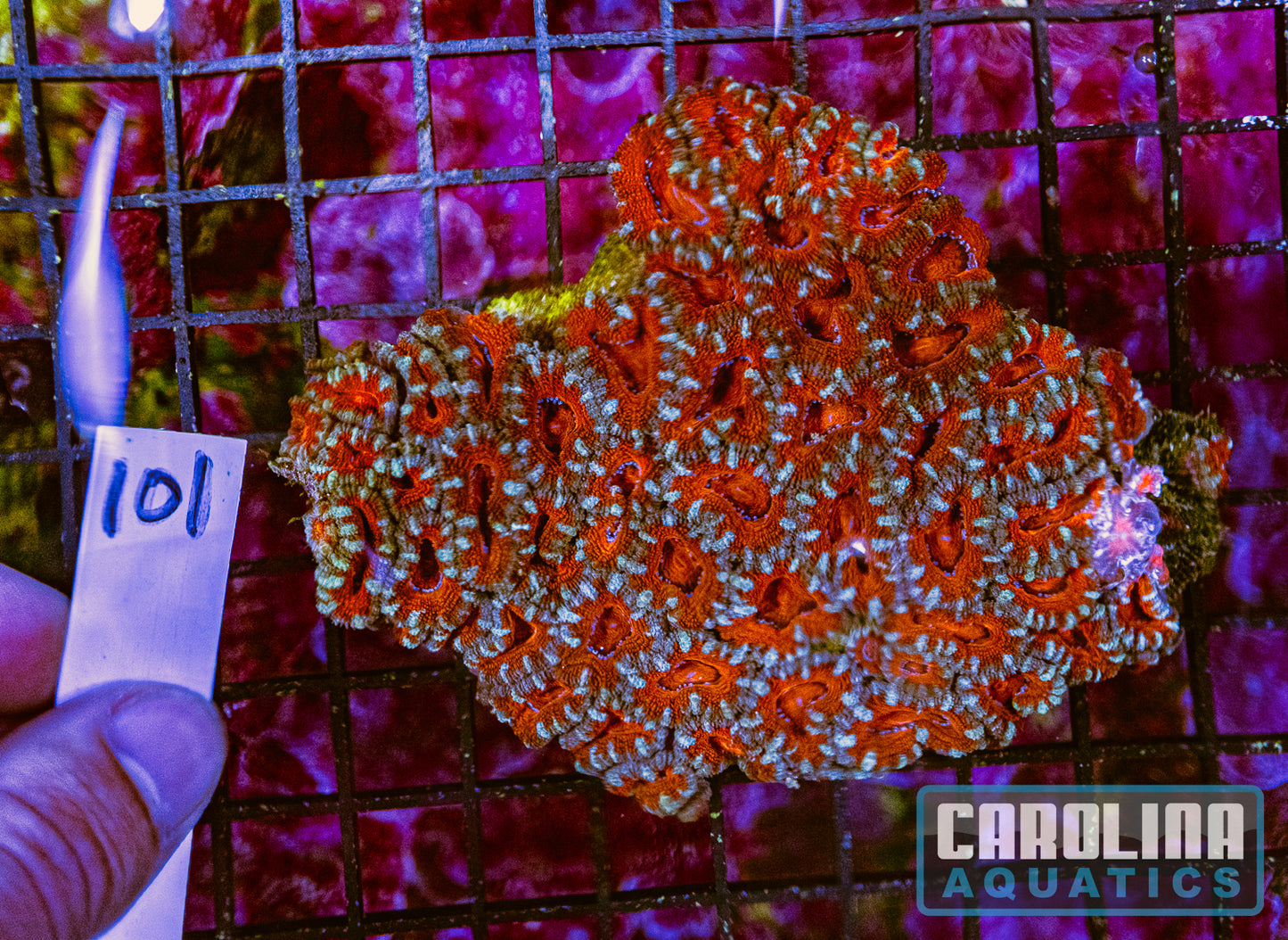 WYSIWYG 101 Acan