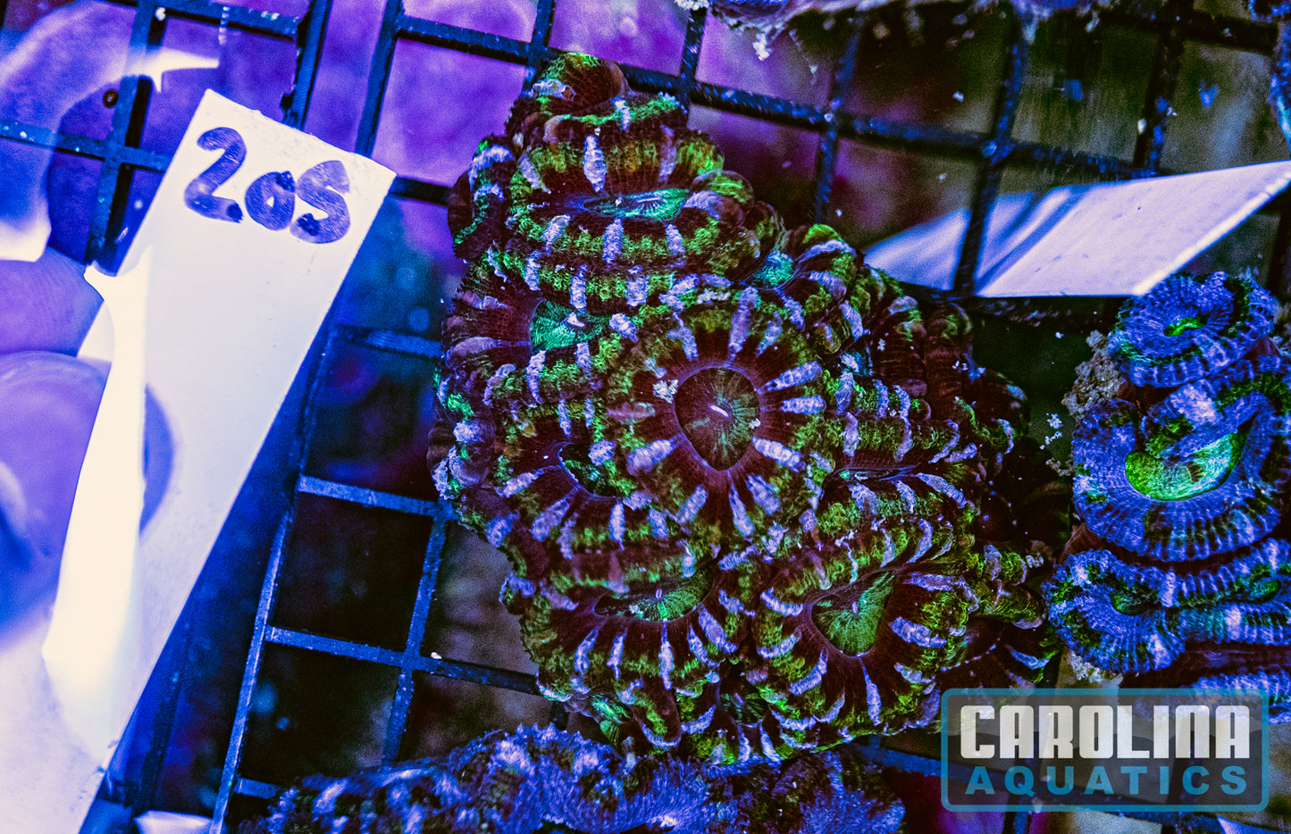 WYSIWYG 205 Acan