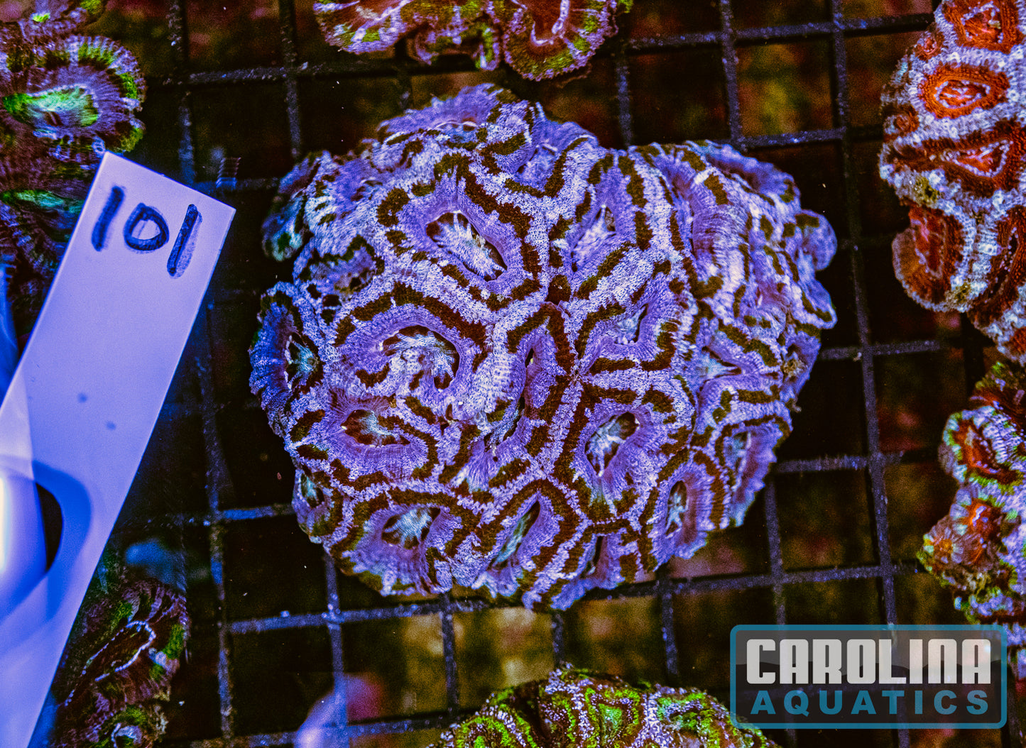 WYSIWYG 101 Acan