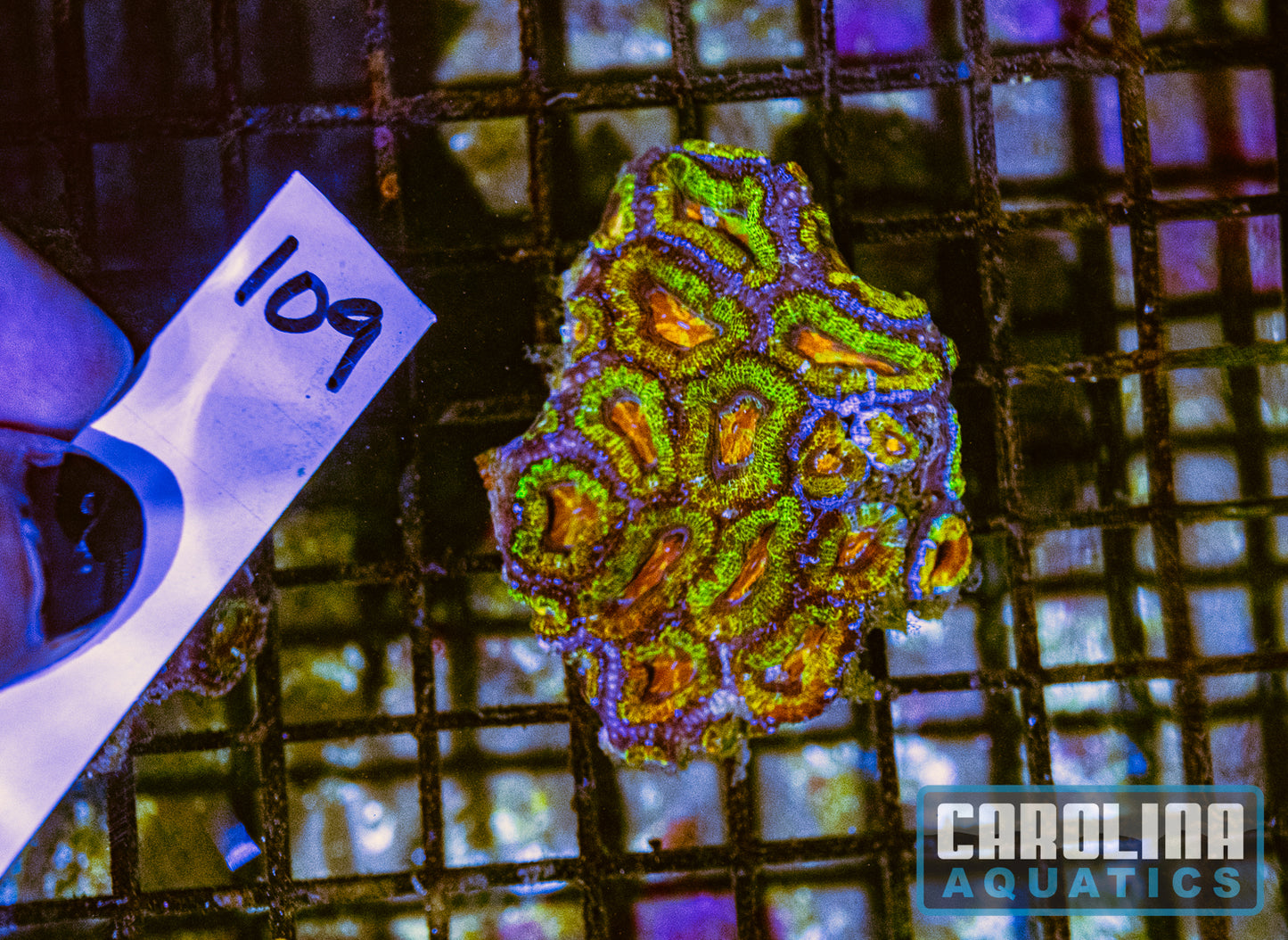 WYSIWYG 109 Acan