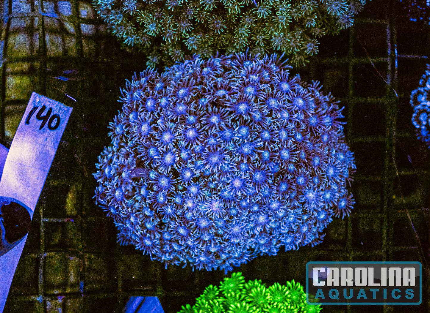 WYSIWYG 140 Goniopora