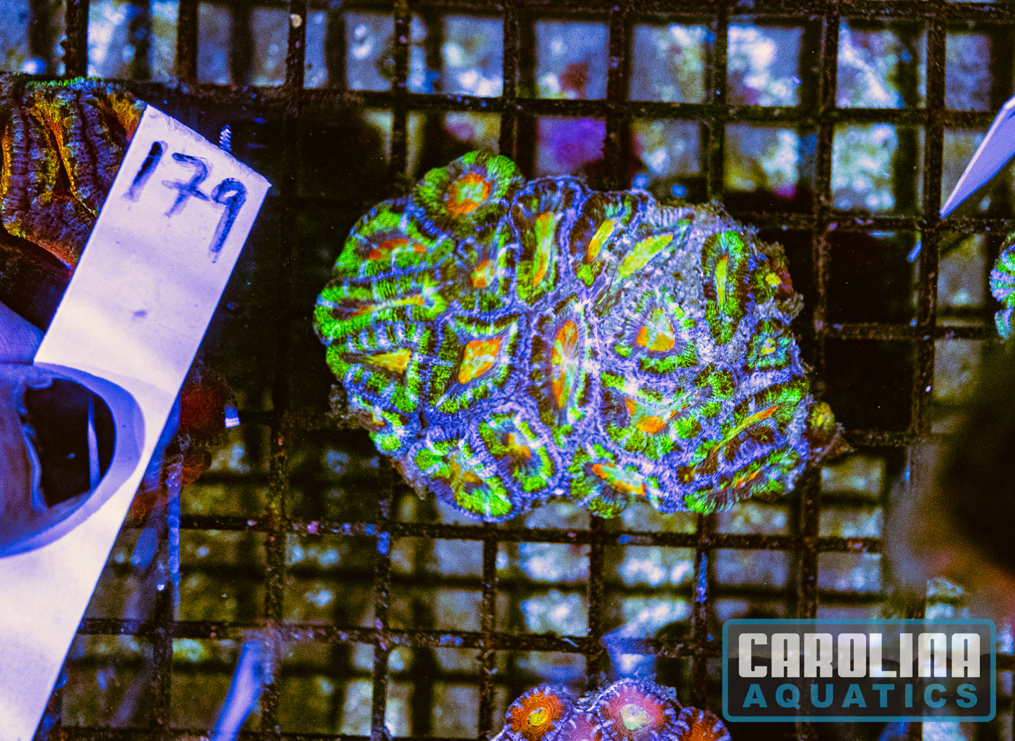 WYSIWYG 179 Acan