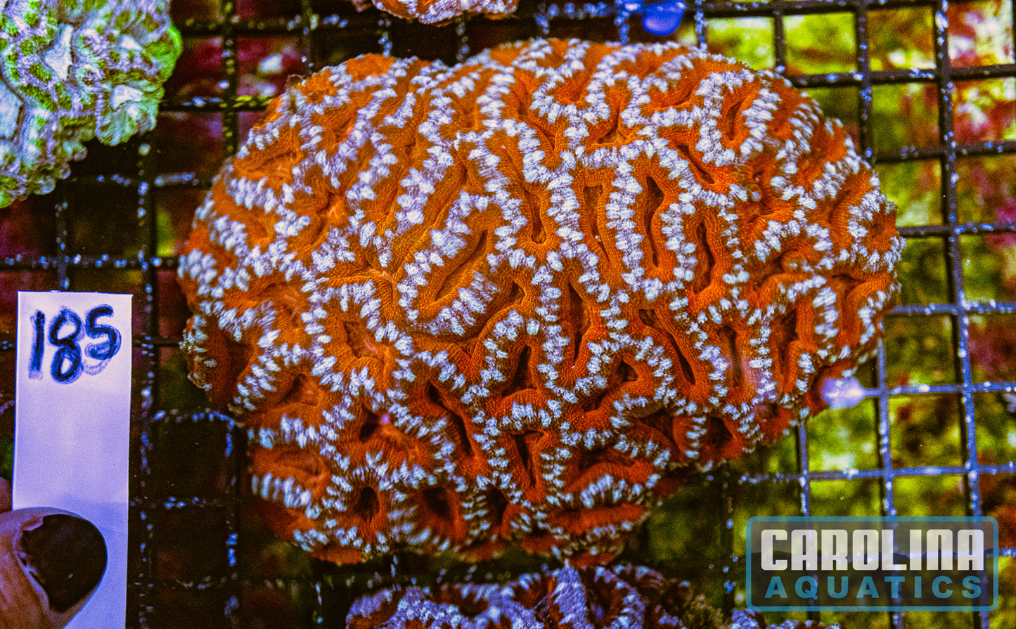 WYSIWYG 185 Acan