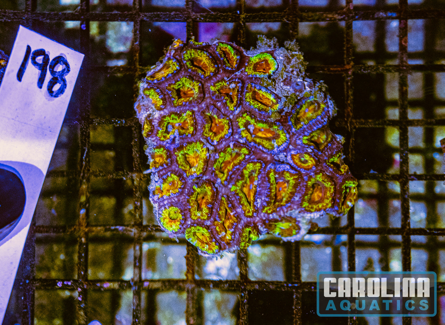 WYSIWYG 198 Acan