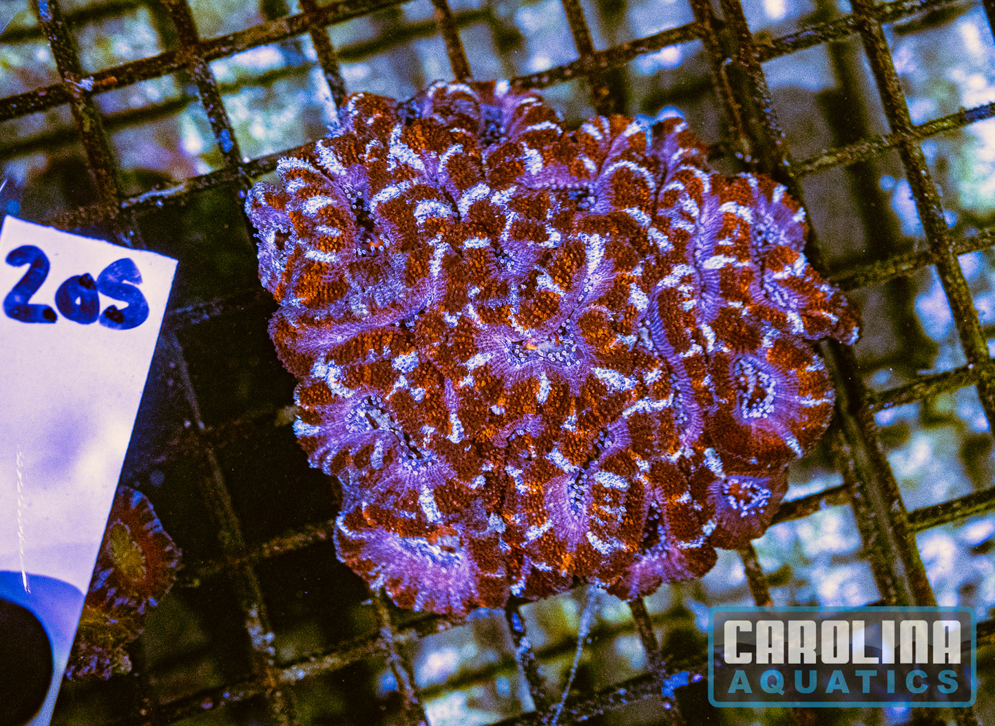 WYSIWYG 205 Acan