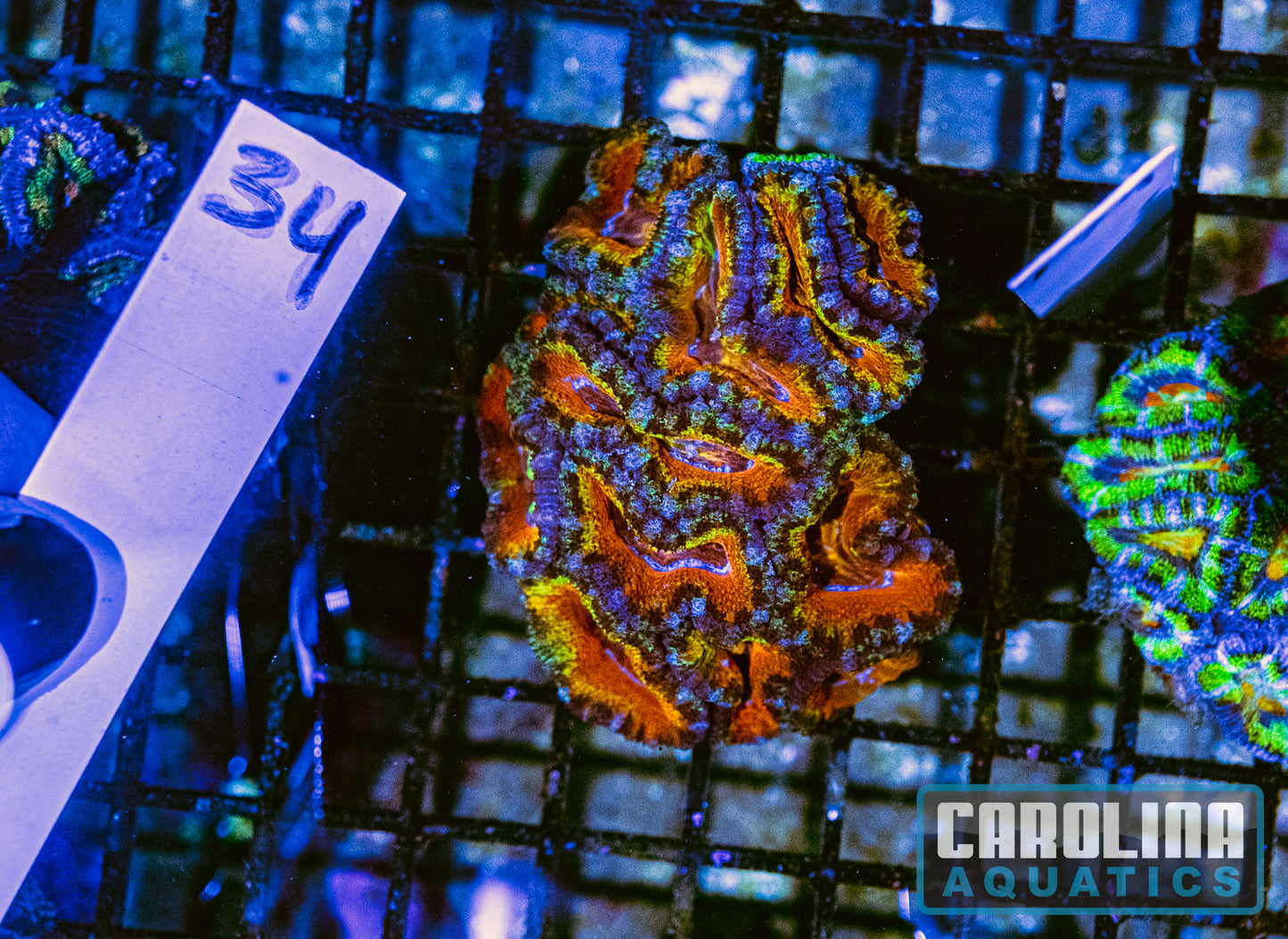 WYSIWYG 34 Acan
