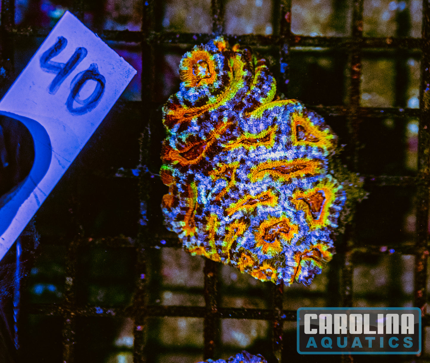 WYSIWYG 40 Acan