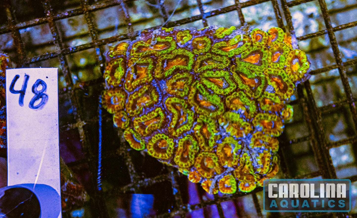 WYSIWYG 48 Acan
