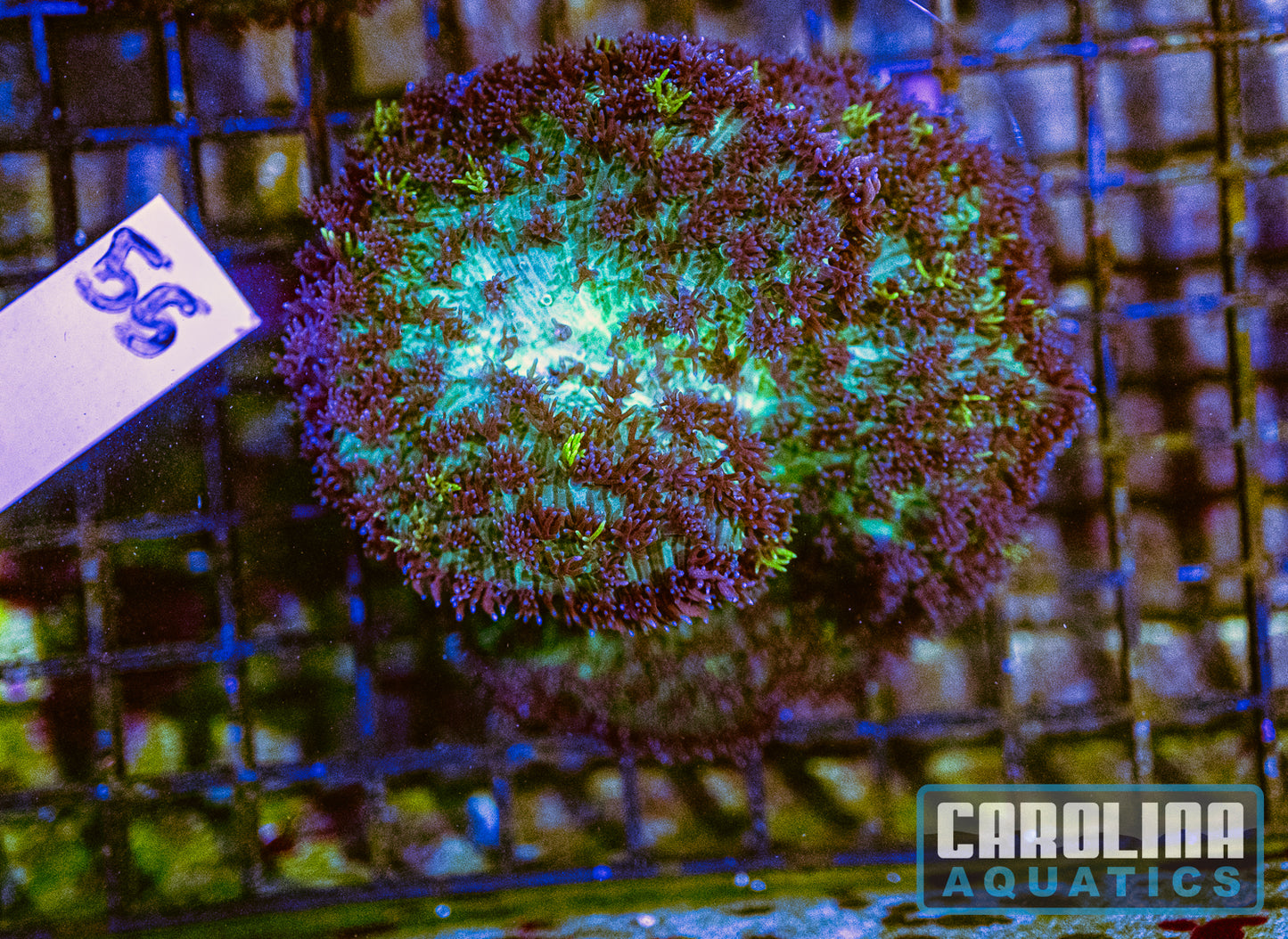 WYSIWYG 55 Mushroom
