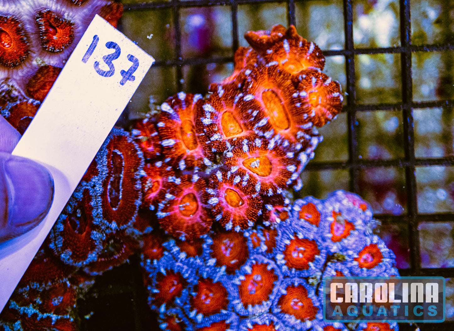 WYSIWYG 137 Acan