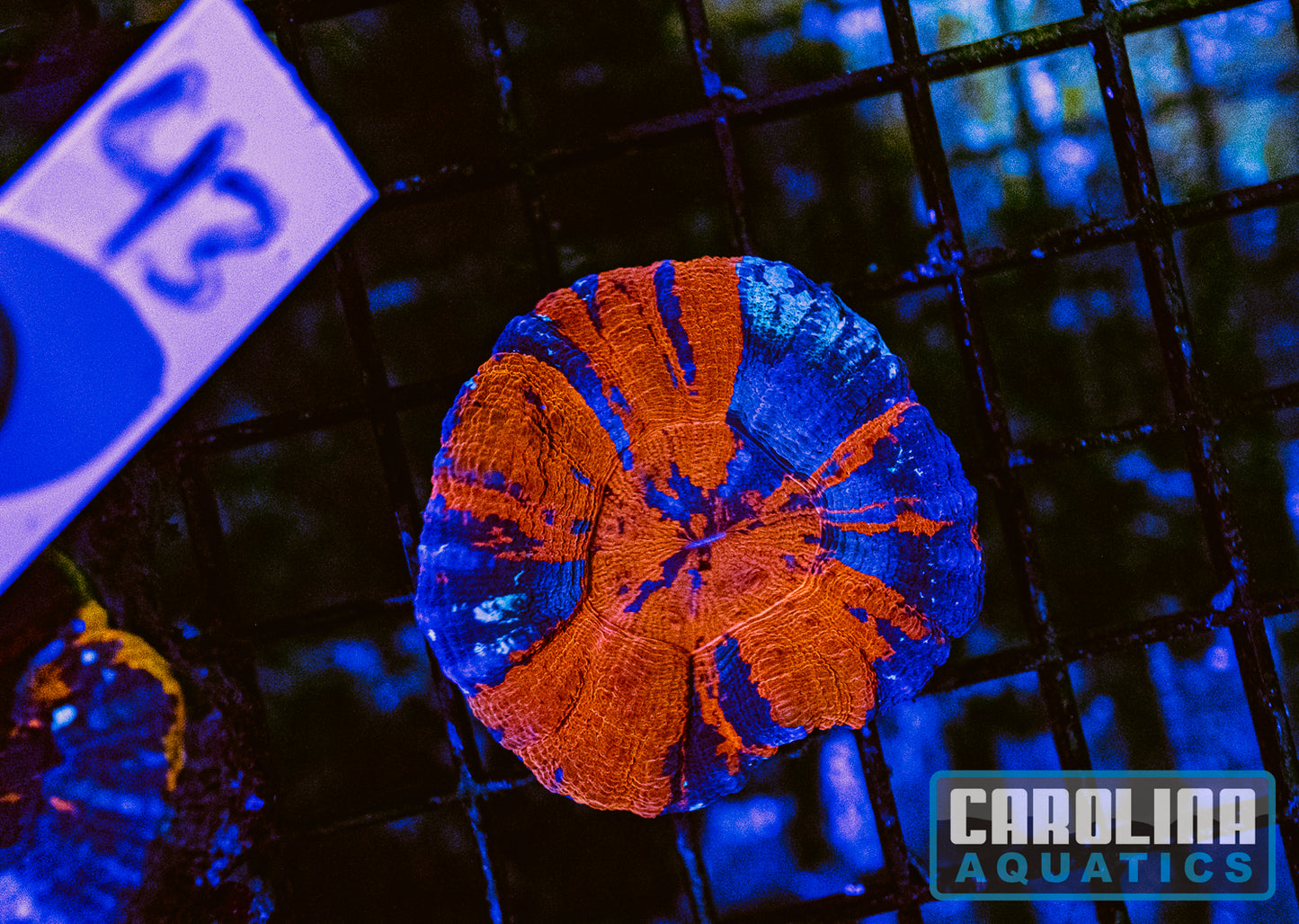 WYSIWYG 43 Scoly