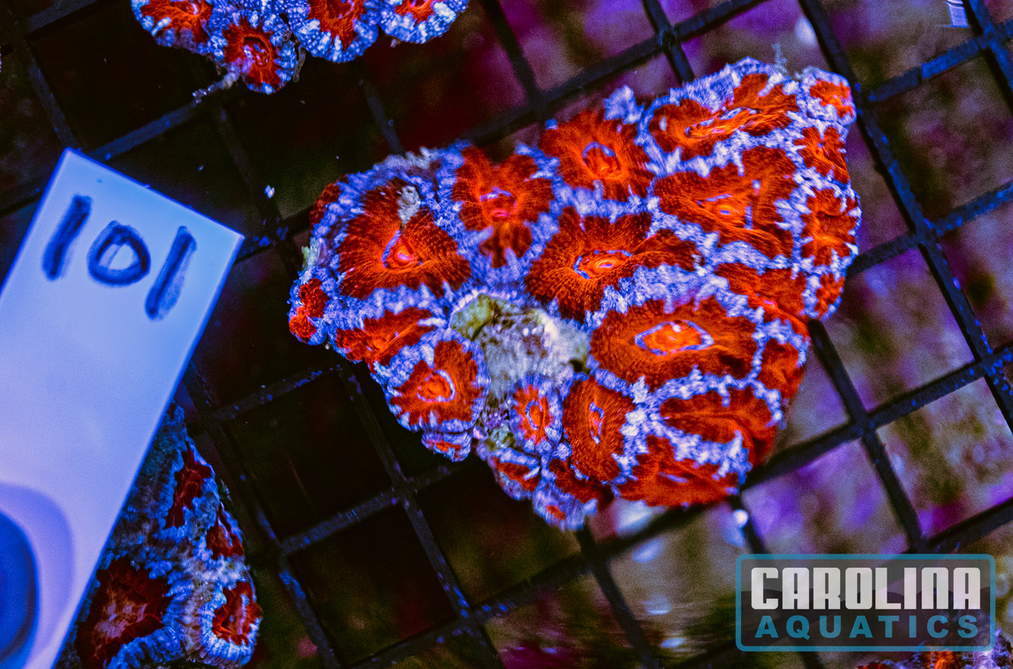 WYSIWYG 101 Acan