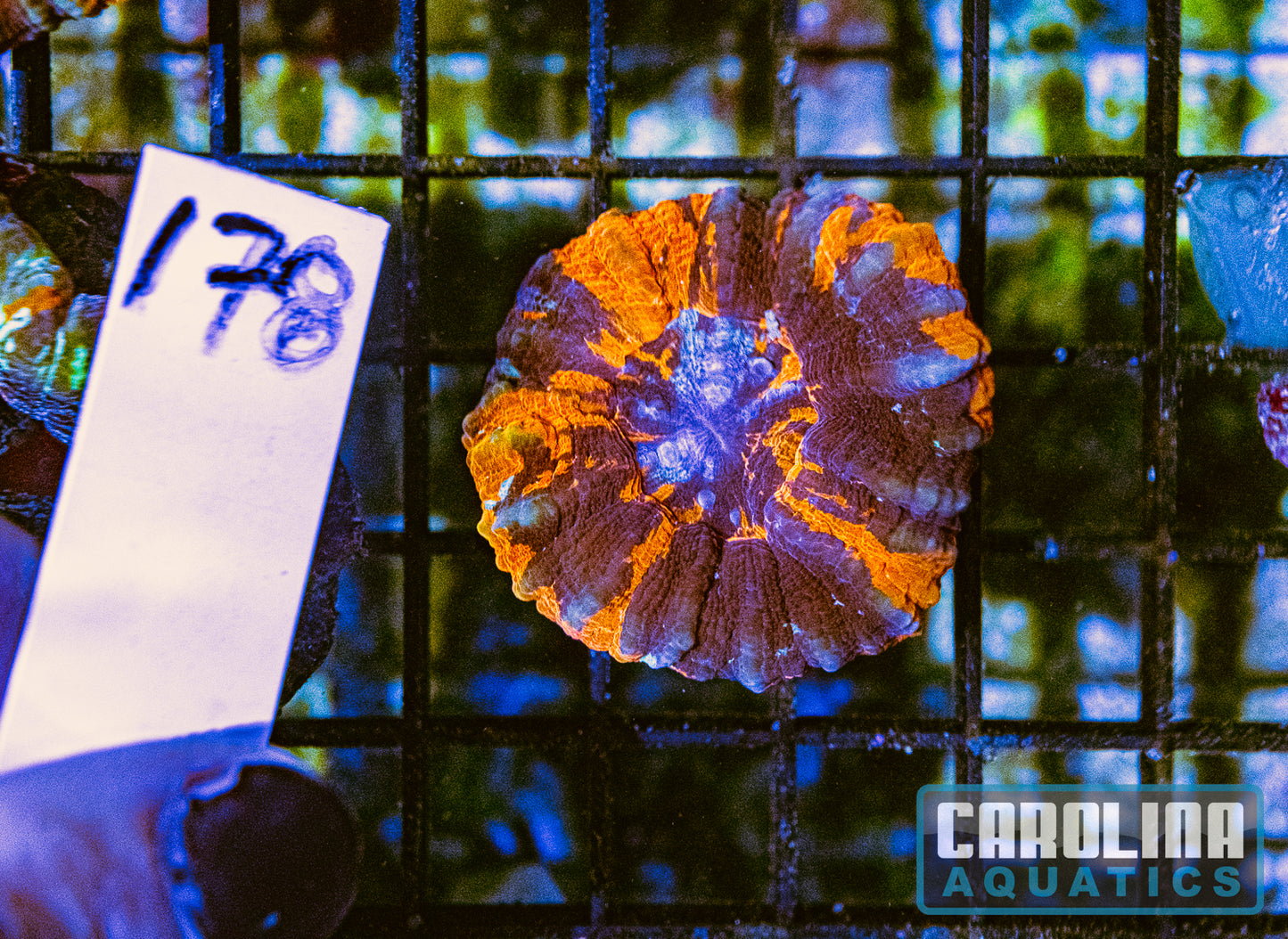 WYSIWYG 178 Scoly