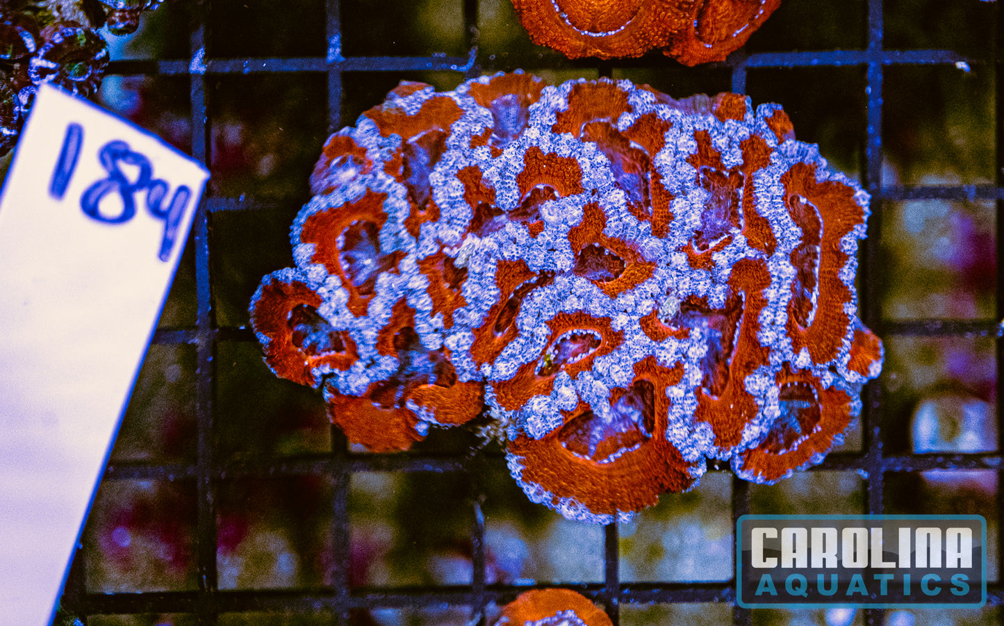 WYSIWYG 184 Acan