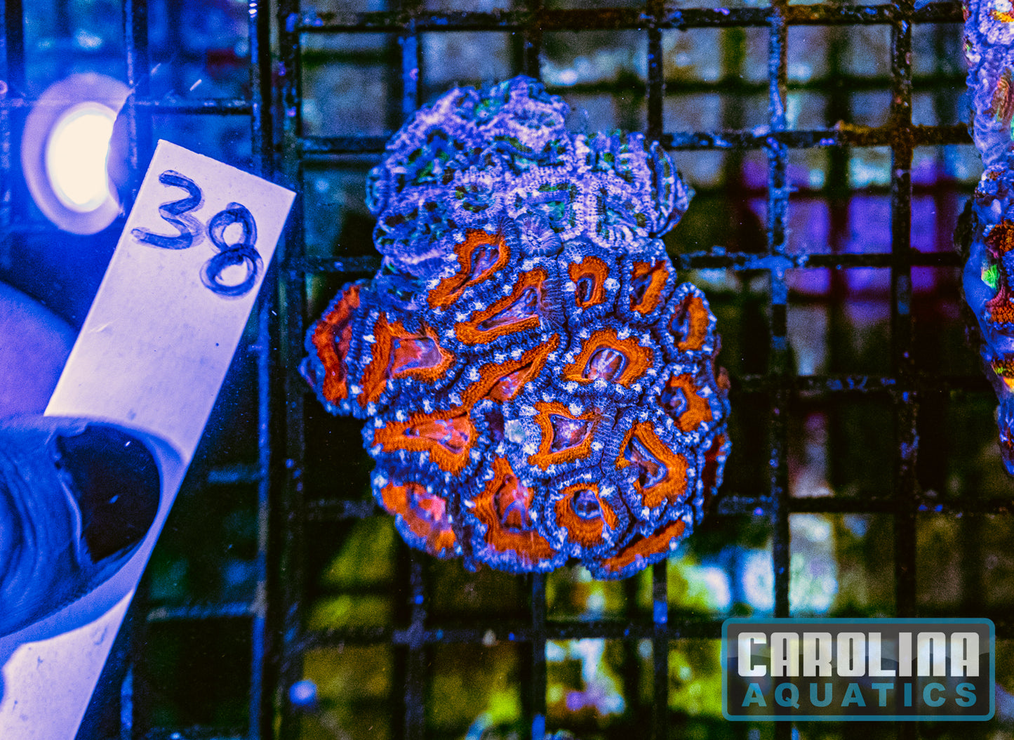 WYSIWYG 38 Acan
