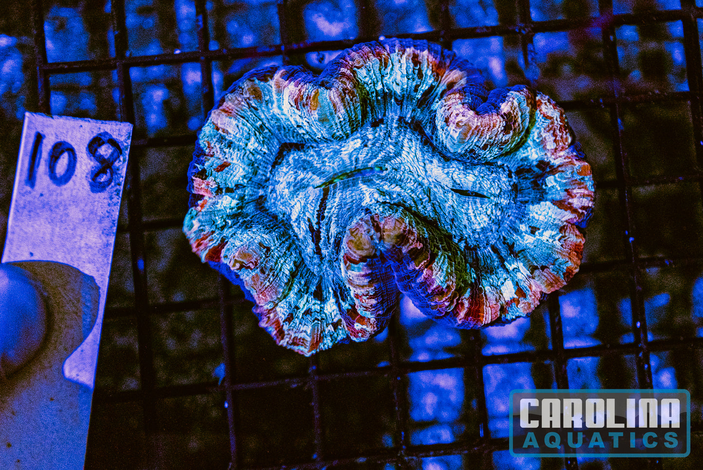 WYSIWYG 108 Wells Brain