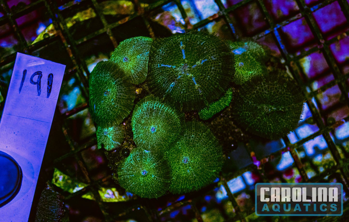 WYSIWYG 191 Mushroom