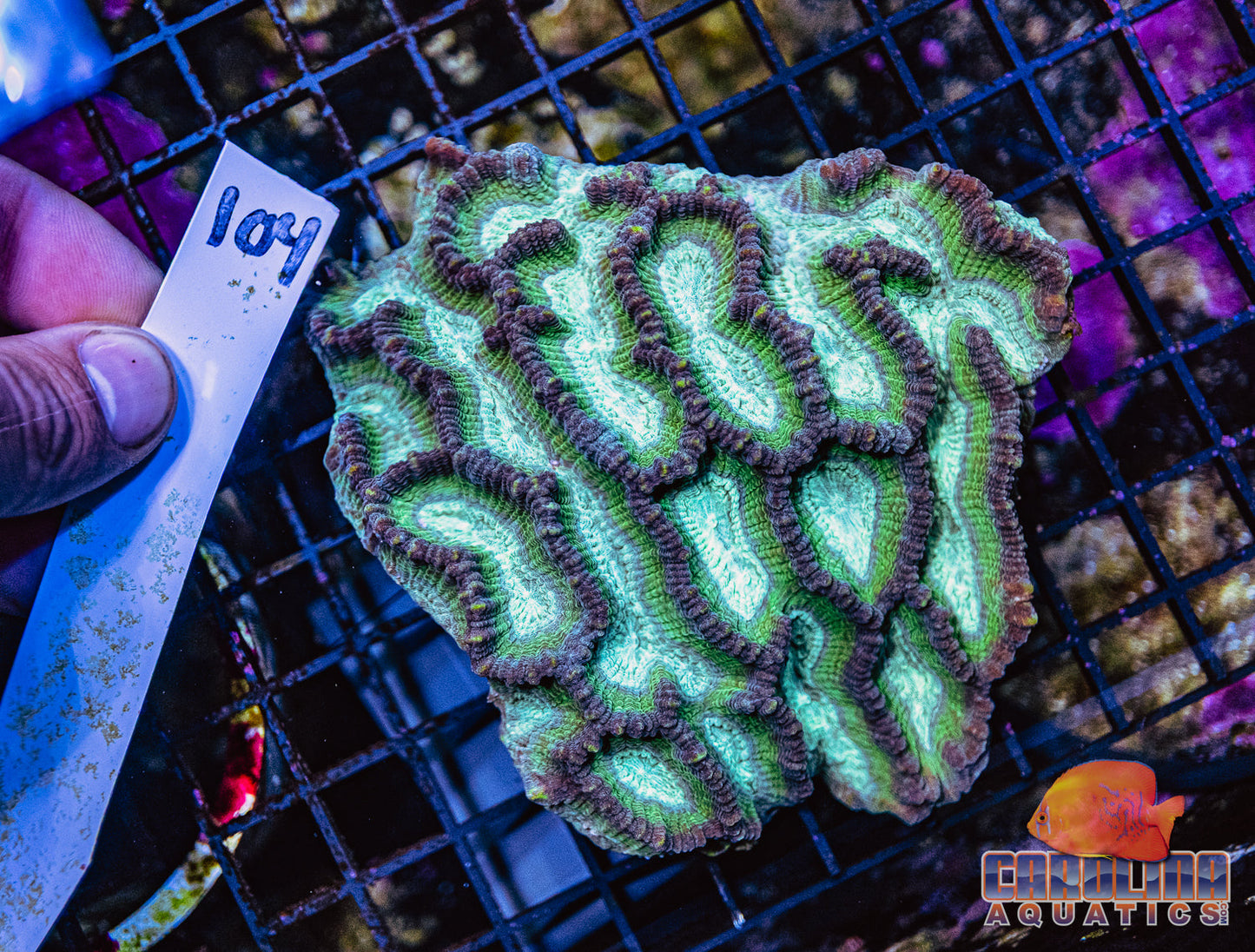 WYSIWYG 104 Oulophyllia