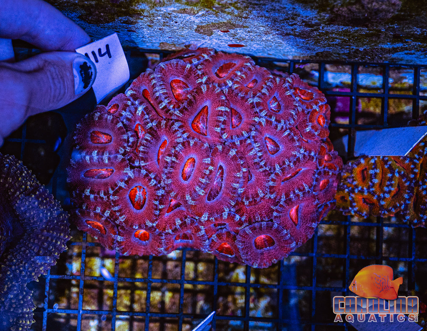 WYSIWYG 114 Acan