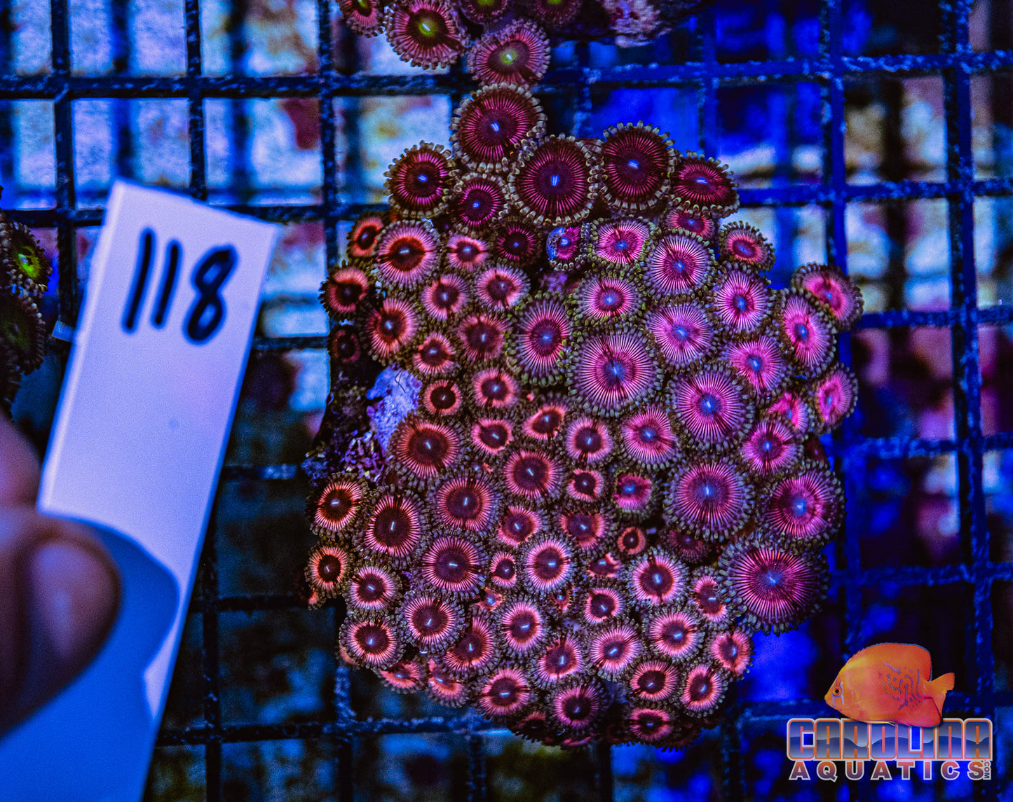 WYSIWYG 118 Zoa